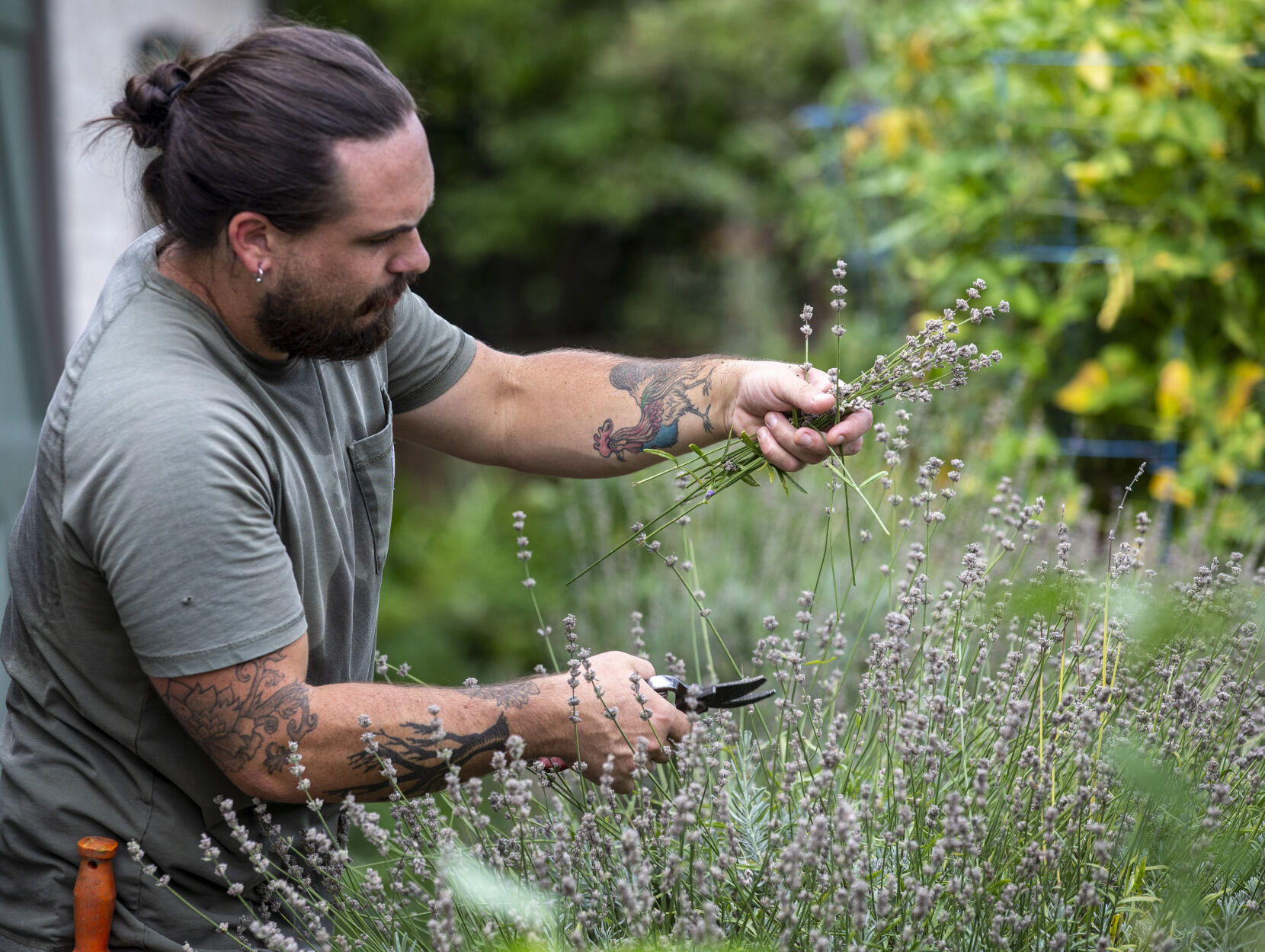 Dried Herbs